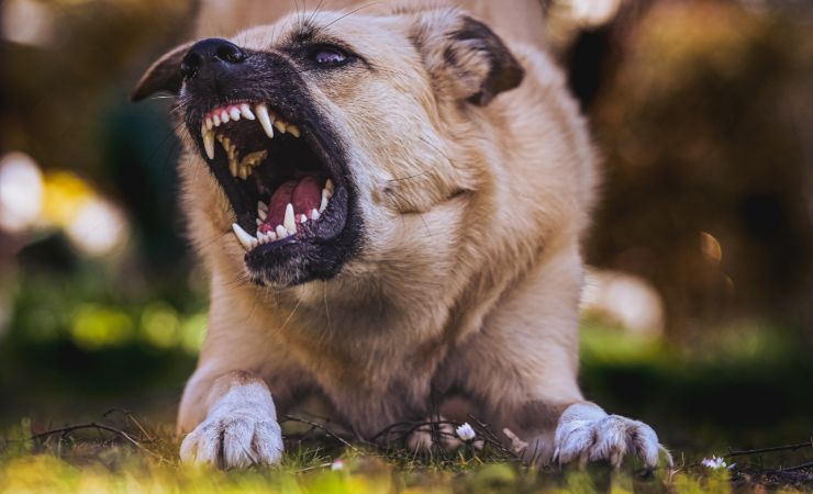 California Dog Bite Laws